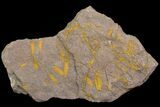 Wide Eocrinoid (Ascocystites) Plate - Ordovician #115904-1
